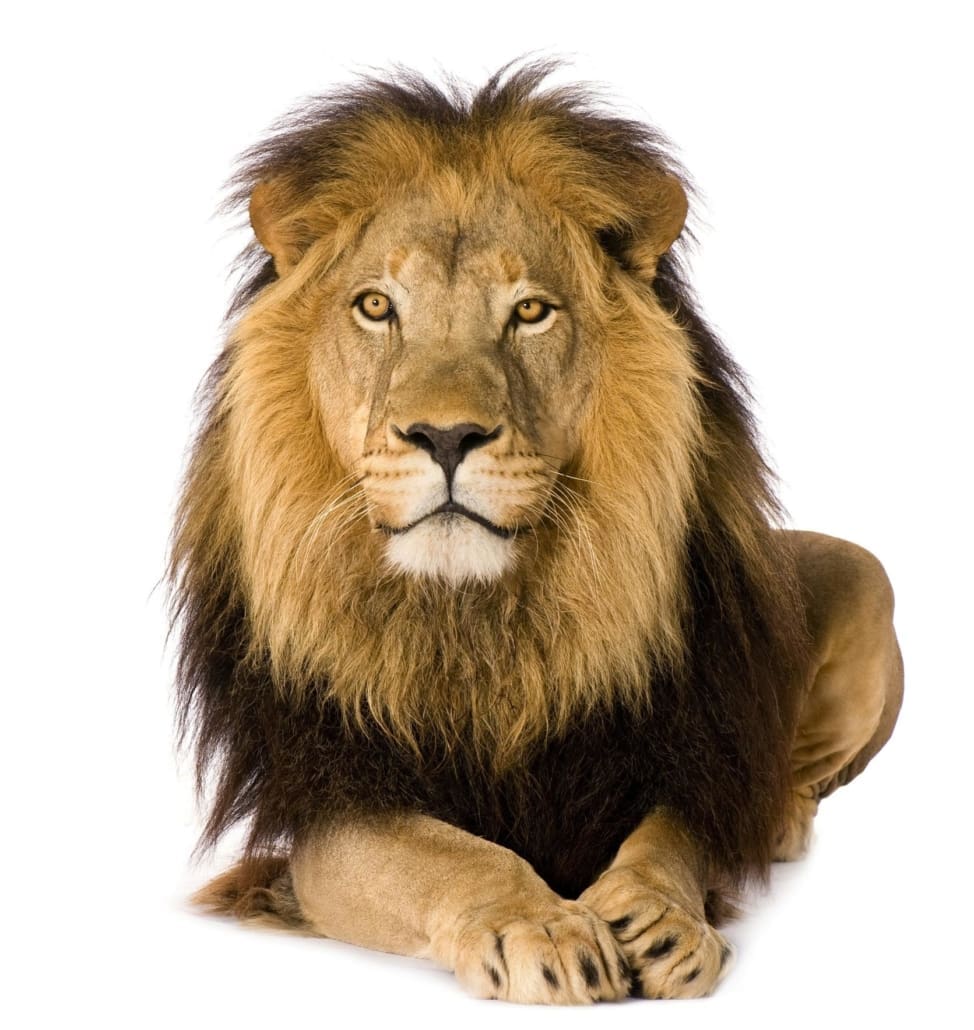 Lion-white-bkgnd
